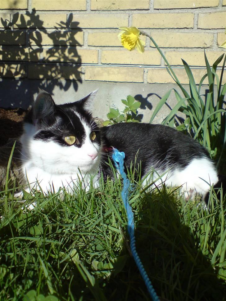 Blanding af racer Zorro - NYT :D! billede 1