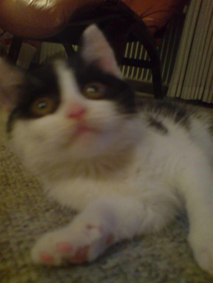 Blanding af racer Zorro - Han er ikke den nemmeste at tage billeder af:D billede 2