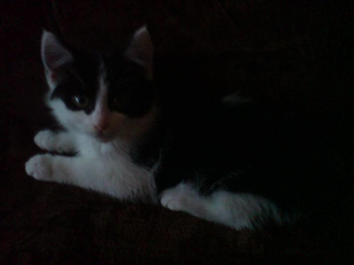 Blanding af racer Zorro - "uuh mørke":D billede 3