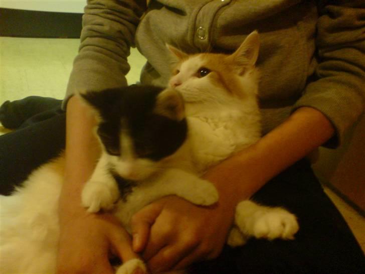 Blanding af racer Zorro - "iih, jeg sidder ved siden af min bedste ven":D billede 4