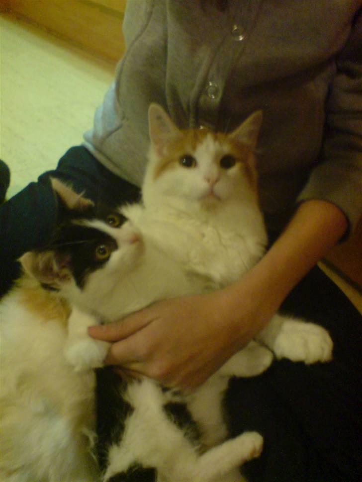 Blanding af racer Zorro - De er så nuttede :D billede 5