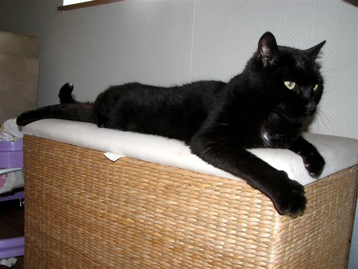 Huskat Bølle billede 2