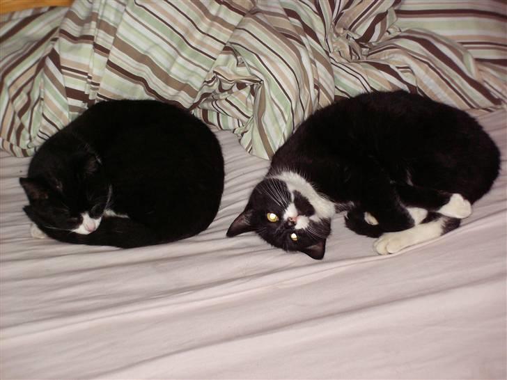 Blanding af racer Kaj billede 6