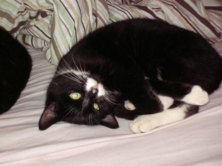 Blanding af racer Kaj billede 7