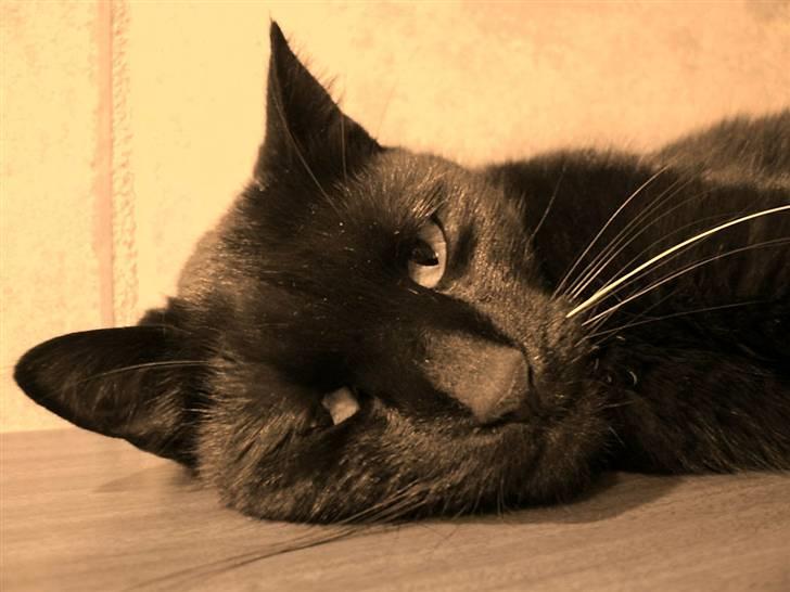 Huskat Bølle billede 3