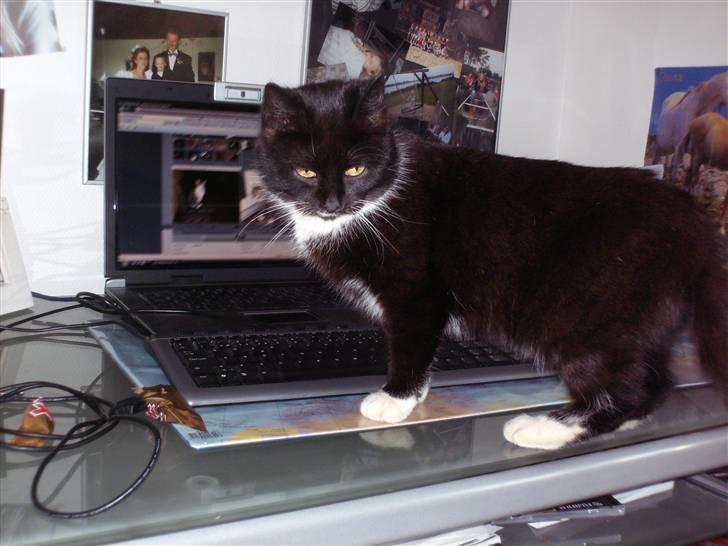 Blanding af racer mille - hej jeg er næsten færdi billede 11