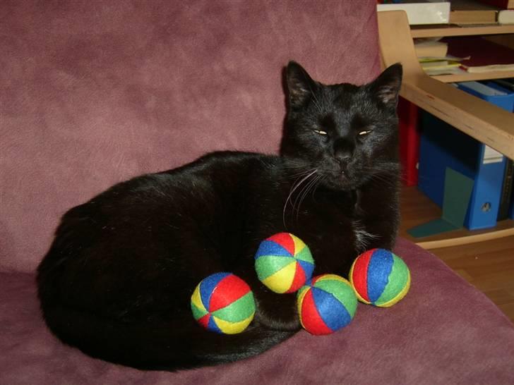 Huskat Bølle billede 4