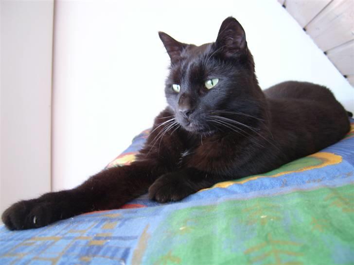 Huskat Bølle billede 5