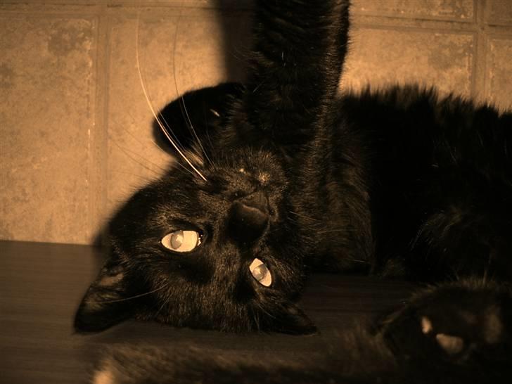 Huskat Bølle billede 6