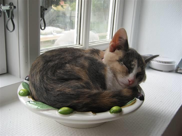 Huskat Frida - Er hun ikke sød hun sover i en skål! ..:) billede 2