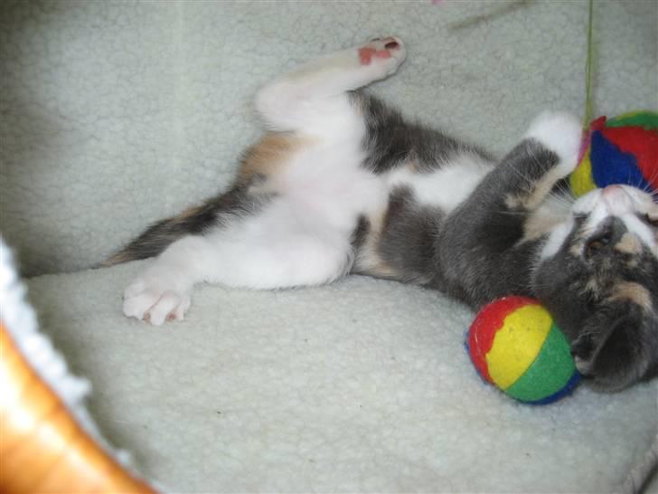 Huskat Frida - Jaa..... Jeg elsker at lege med bolde! billede 3