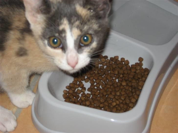 Huskat Frida - Hallo.. Jeg spiser altså! billede 4