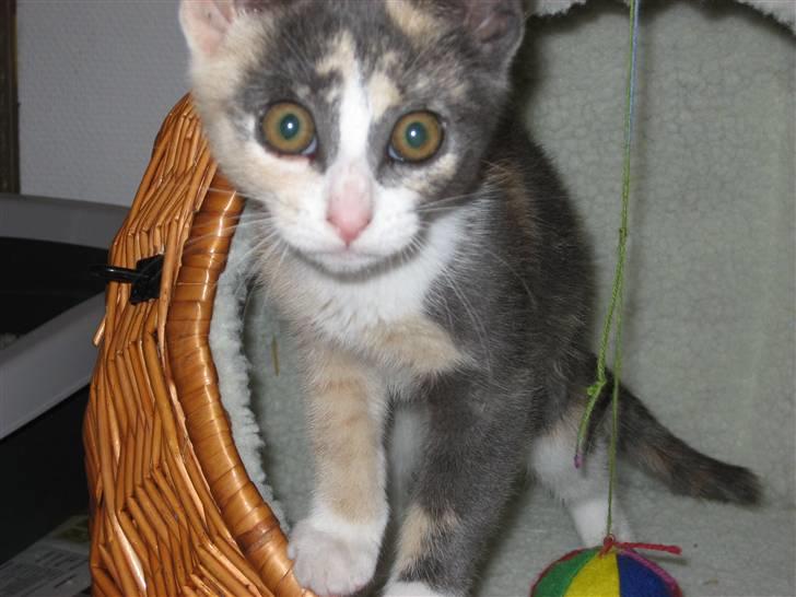 Huskat Frida - Hej... er jeg ikke søøøød! ;) billede 5