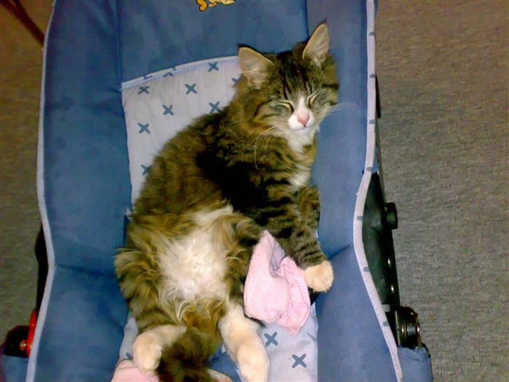 Blanding af racer sasi r.i.p billede 1