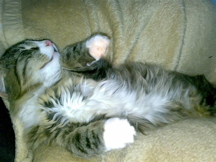 Blanding af racer sasi r.i.p billede 2