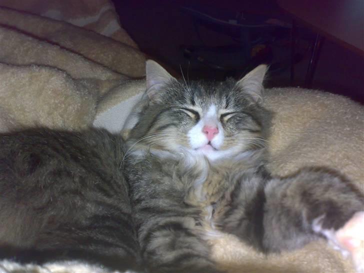 Blanding af racer sasi r.i.p billede 3