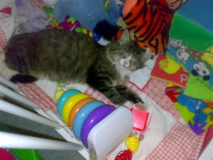 Blanding af racer sasi r.i.p billede 4