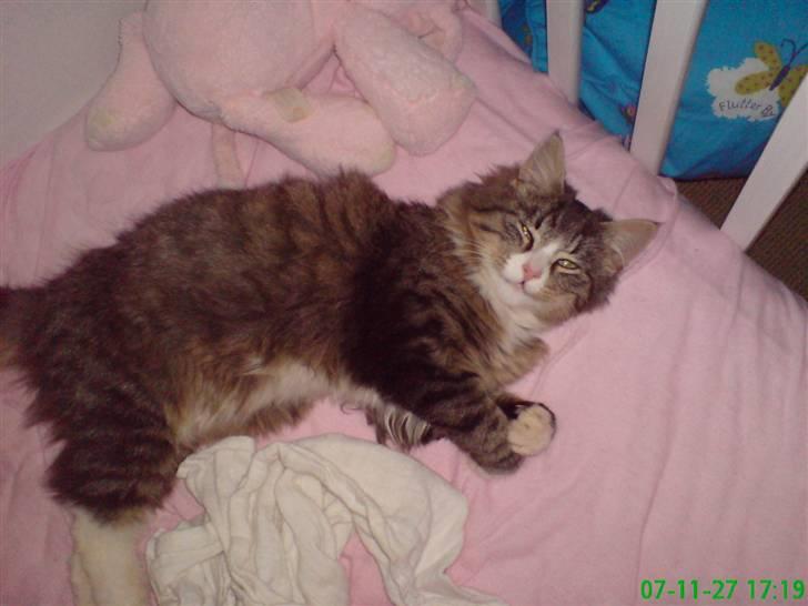 Blanding af racer sasi r.i.p billede 5