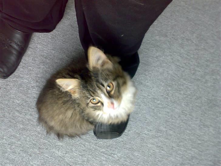 Blanding af racer sasi r.i.p billede 6