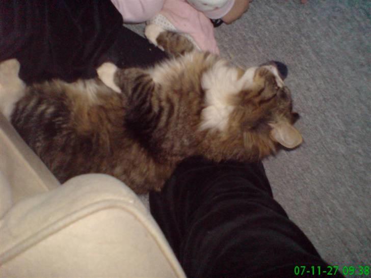 Blanding af racer sasi r.i.p billede 7