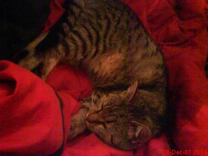 Huskat ¤*~~Mini~~*¤ - Hun var lidt legesyg :) billede 1