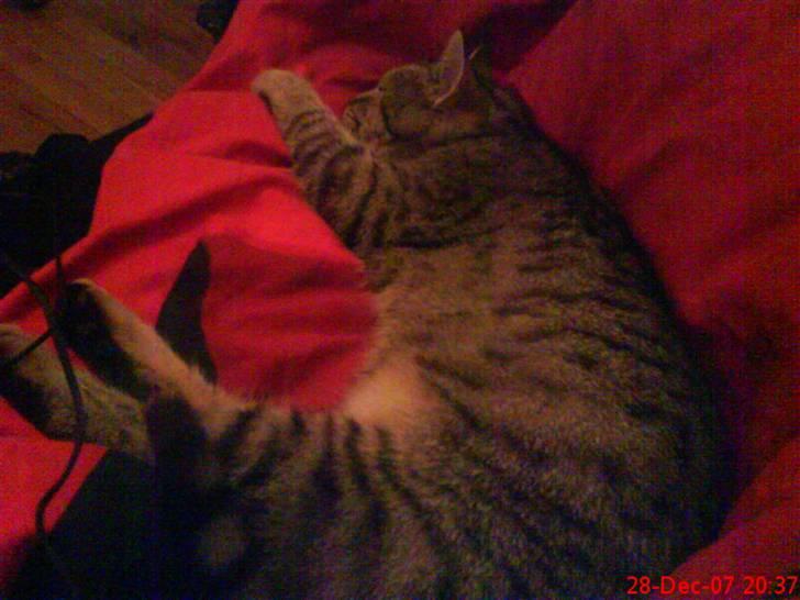 Huskat ¤*~~Mini~~*¤ - Jeg ligger og slapper af i  mor og fars seng :) billede 2