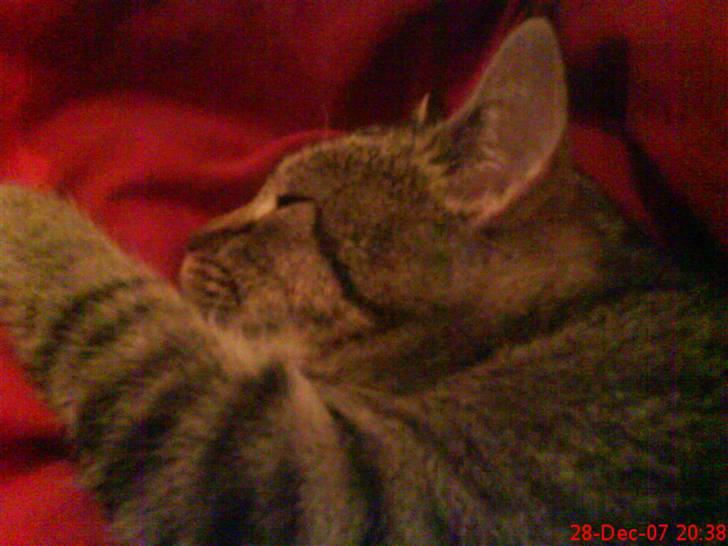 Huskat ¤*~~Mini~~*¤ - Mor tog billede imens jeg sov :) billede 3