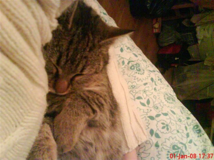 Huskat ¤*~~Mini~~*¤ - Er hun ikke bare sød, hun sover i min arm :) billede 4