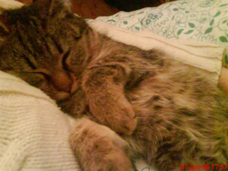 Huskat ¤*~~Mini~~*¤ - Hun sov stadig i min arm sødt :) billede 5