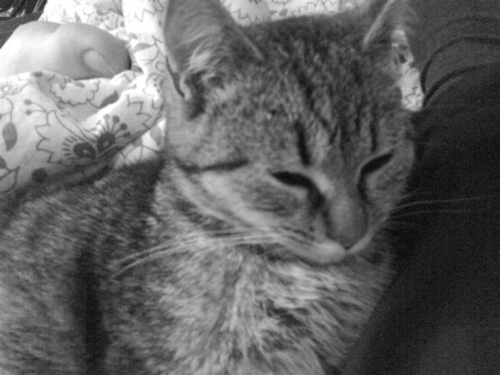 Huskat ¤*~~Mini~~*¤ - Jeg havde lige ligget og slappede af hos mor og far billede 6