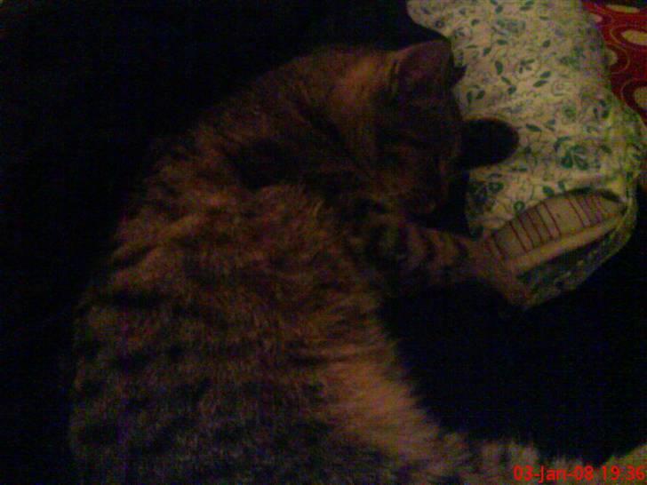 Huskat ¤*~~Mini~~*¤ - Hun kom vist til at falde i søvn :P billede 7