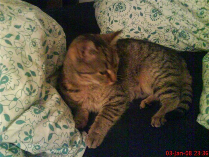 Huskat ¤*~~Mini~~*¤ - Jeg ligger bare i mor og fars seng  billede 8