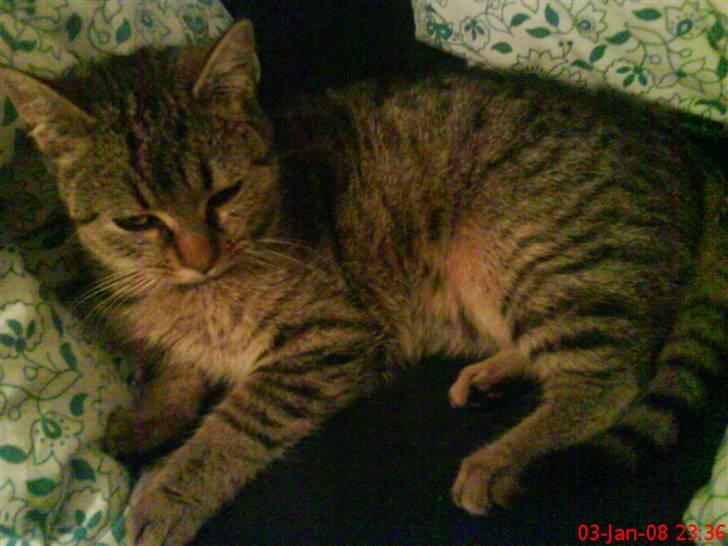 Huskat ¤*~~Mini~~*¤ - Mor tog billede billede 9