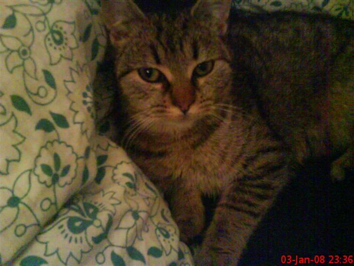 Huskat ¤*~~Mini~~*¤ - Mig igen :) , min mor kan godt lide at tage billeder af mig :) billede 11