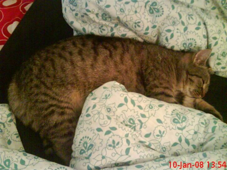 Huskat ¤*~~Mini~~*¤ - Mor tog et billede imens jeg sov, var lige blevet lidt træt billede 12