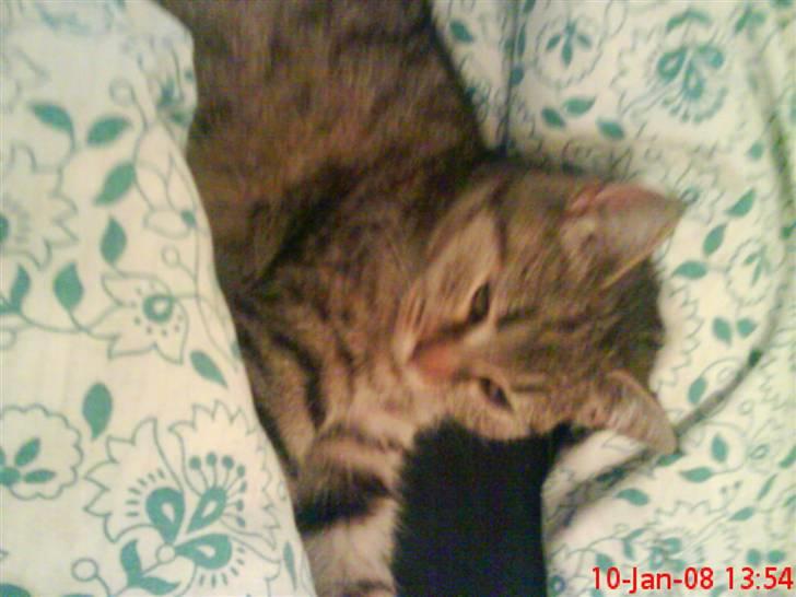 Huskat ¤*~~Mini~~*¤ - Jeg er lige vågnet :) billede 13