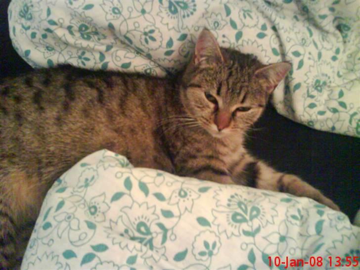 Huskat ¤*~~Mini~~*¤ - Mig iiiigen :) Jeg er bare lækker :) billede 14