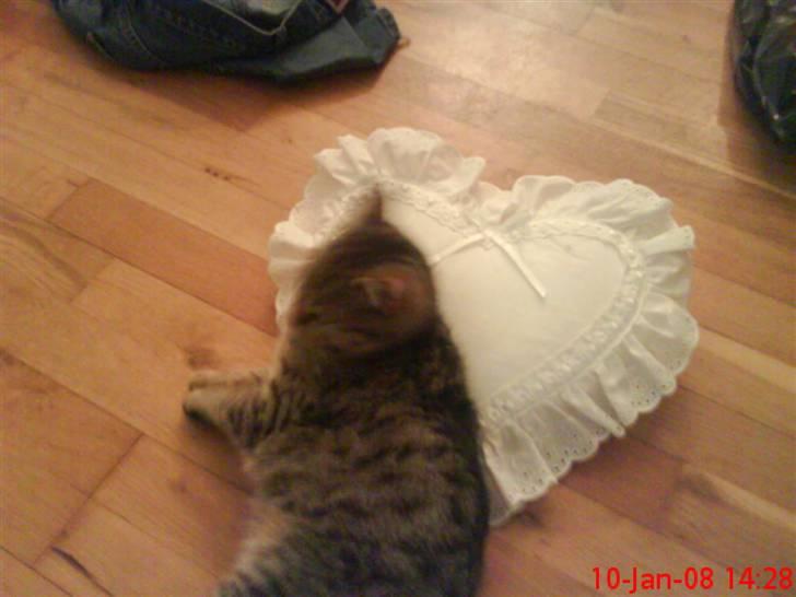 Huskat ¤*~~Mini~~*¤ billede 15