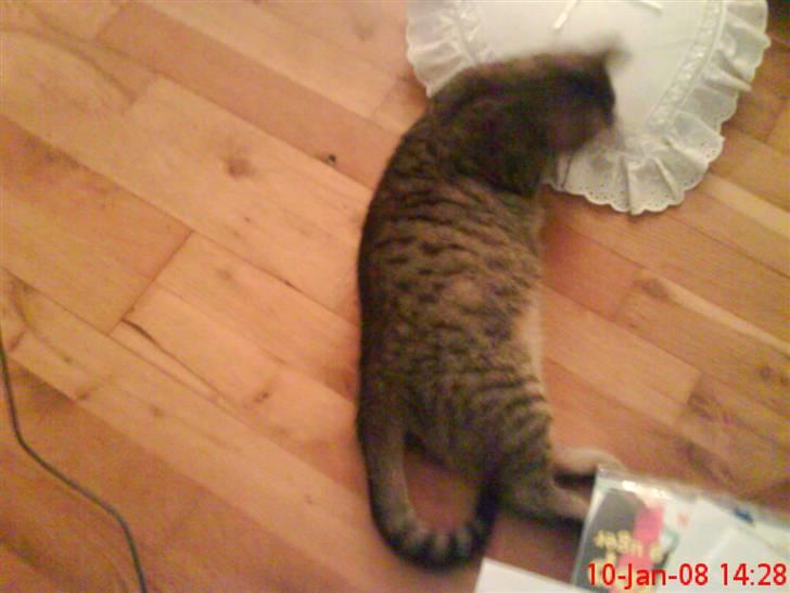 Huskat ¤*~~Mini~~*¤ billede 16