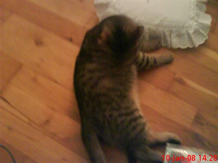 Huskat ¤*~~Mini~~*¤ billede 17