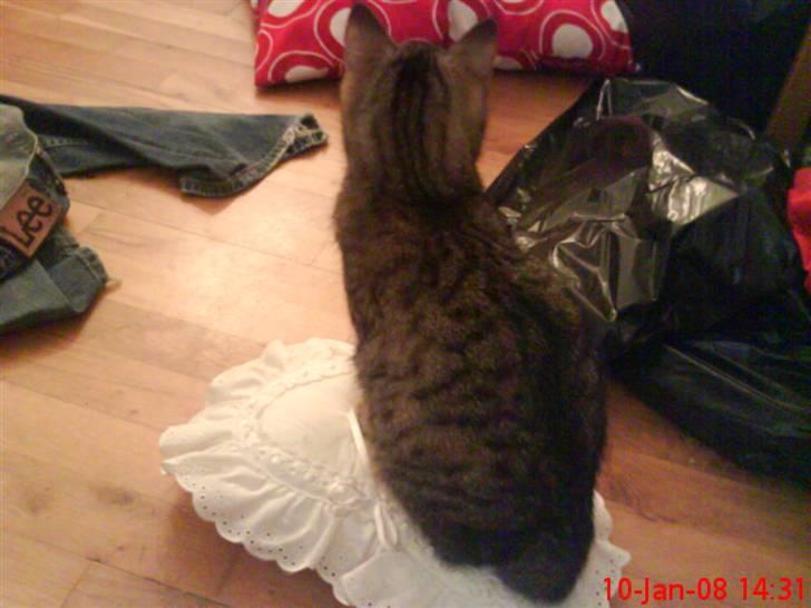 Huskat ¤*~~Mini~~*¤ billede 18