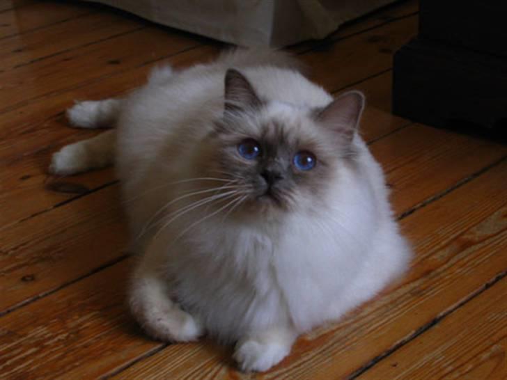 Hellig Birma DK CH Nine Bells Hallie - Hallie i fin kondition, januar 2008. billede 13