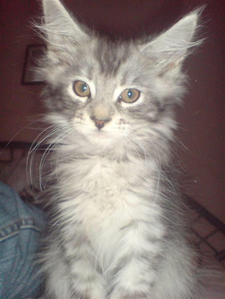 Maine Coon Silver R.I.P mindreng<3 - Min eneste ene, Silver<3 billede 1