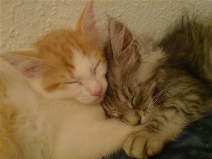 Maine Coon Silver R.I.P mindreng<3 - Ååh, jeg savner min dreng :´( billede 2