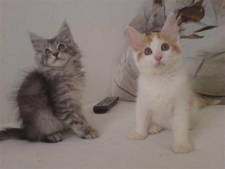 Maine Coon Silver R.I.P mindreng<3 - Se lige hvor små de var :) billede 3