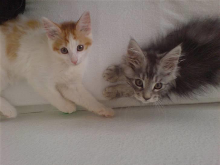 Maine Coon Silver R.I.P mindreng<3 - Silver og Speedy.. billede 4