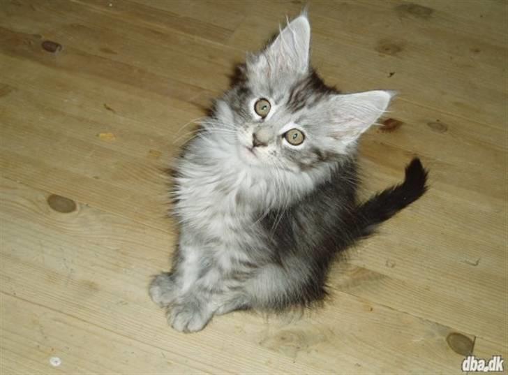 Maine Coon Silver R.I.P mindreng<3 - Det var billedet som var på annoncen, hvor jeg bare faldt for ham med det samme. Jeg spurgte min mor, men hun sagde nej. Han var for dyr, og det var for langt væk, men min far kunne se på mig at jeg bare så gerne ville have ham at vi hentede ham.  billede 5