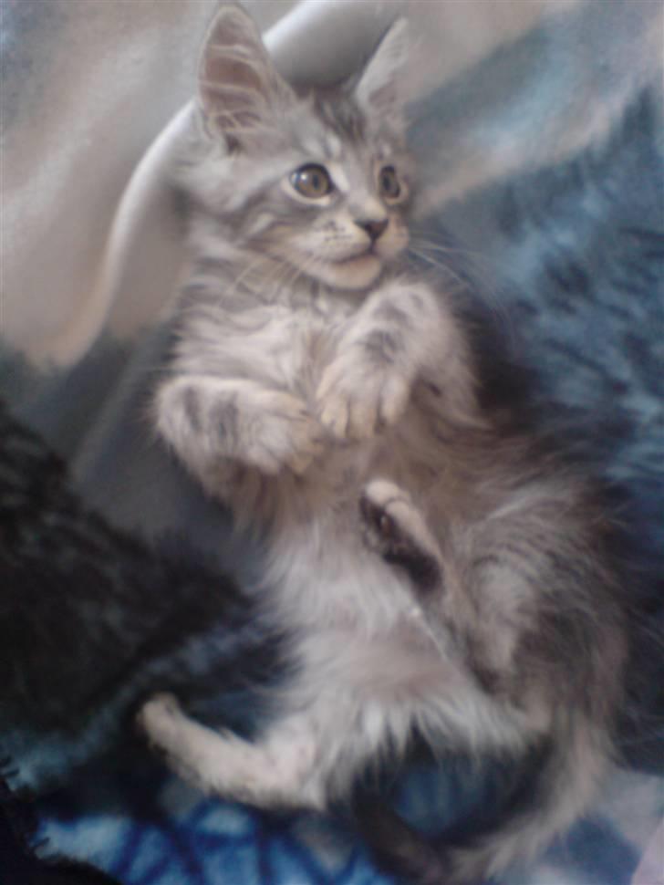 Maine Coon Silver R.I.P mindreng<3 - Han var så kær :´) billede 6