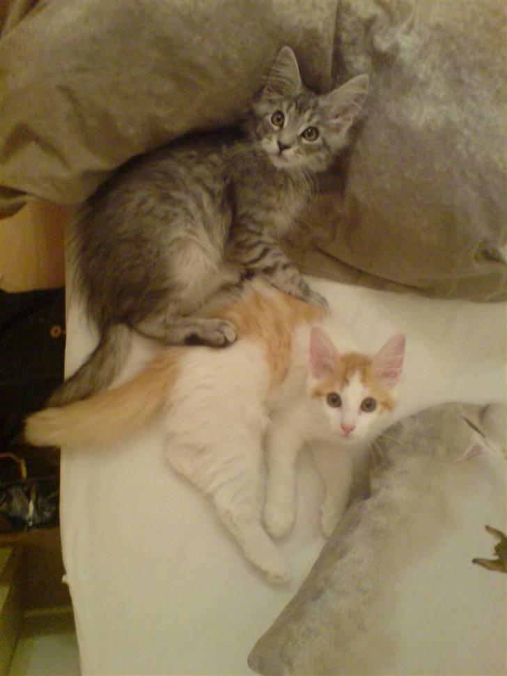 Maine Coon Silver R.I.P mindreng<3 - Silver og Speedy. billede 7
