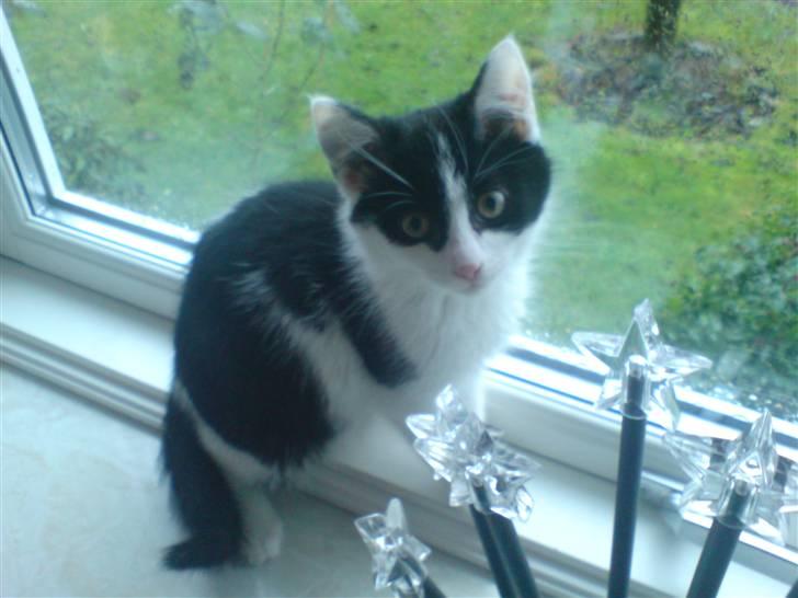 Blanding af racer Zorro - "Smukke, smukke mig" billede 6